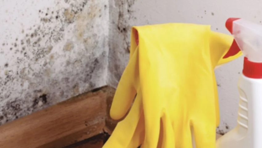 pinturas titanpro techos paredes limpieza moho guantes
